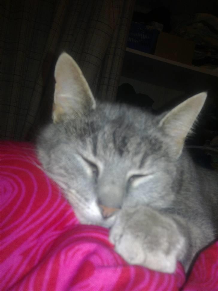 Huskat Misse billede 14