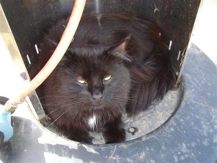 Norsk Skovkat pjuske billede 1