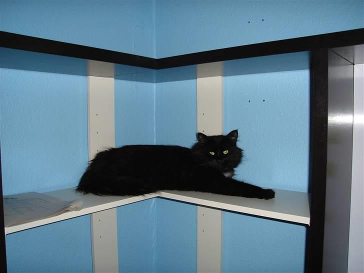 Norsk Skovkat pjuske billede 2