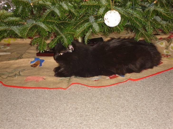 Norsk Skovkat pjuske billede 3