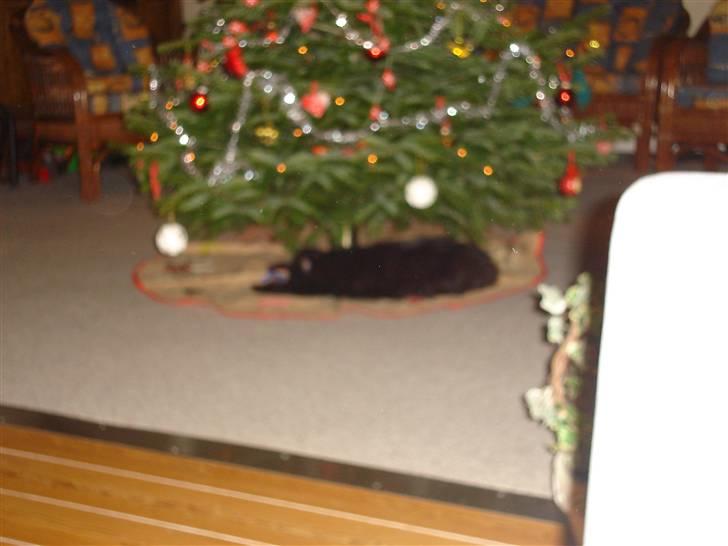 Norsk Skovkat pjuske billede 4