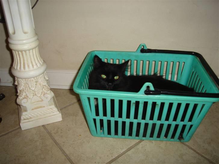 Norsk Skovkat pjuske billede 5