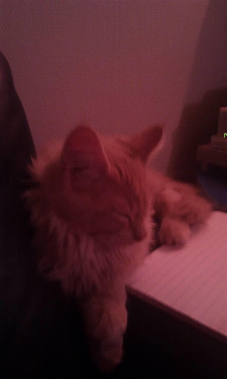 Maine Coon Leo billede 4