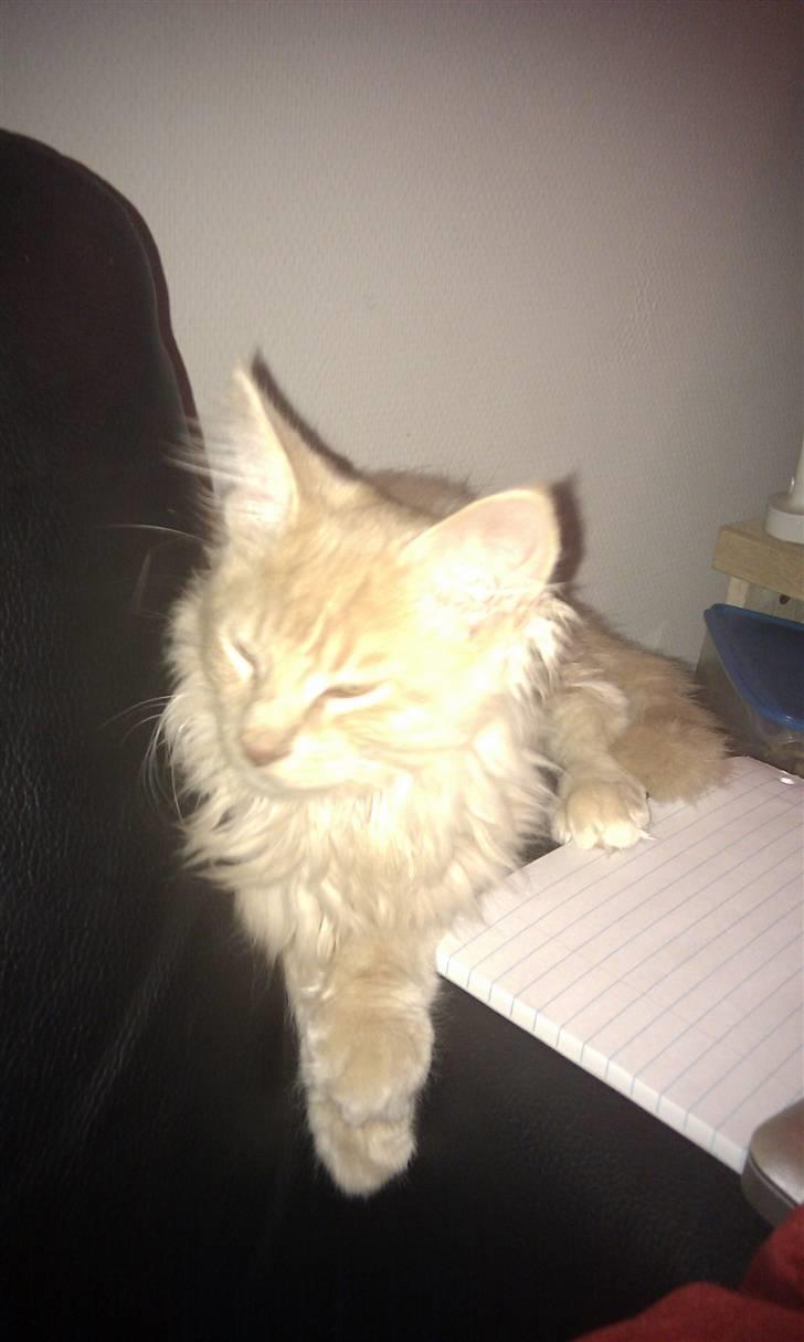 Maine Coon Leo billede 5