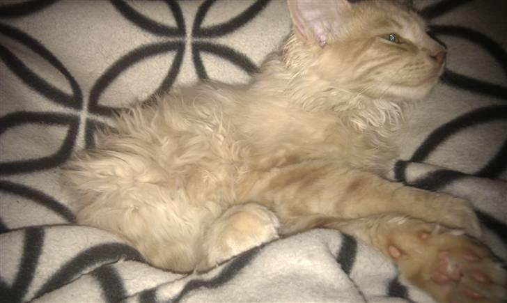 Maine Coon Leo billede 16