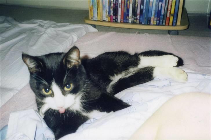 Huskat Kisser*vil altid huskes* billede 9