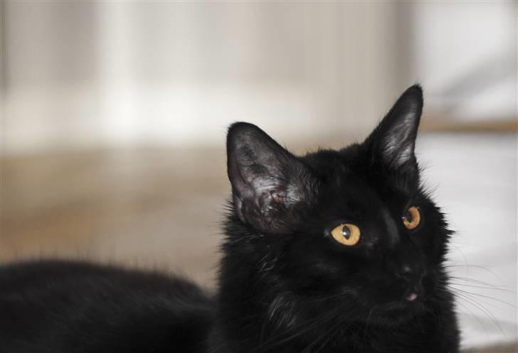 Maine Coon Kratos billede 17