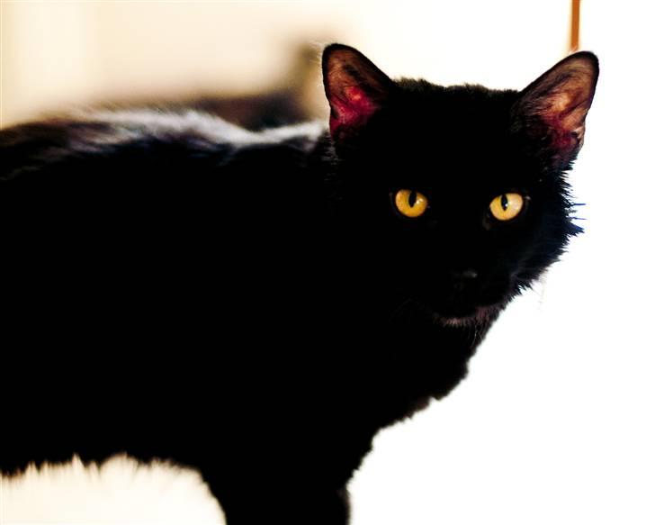 Maine Coon Kratos billede 18