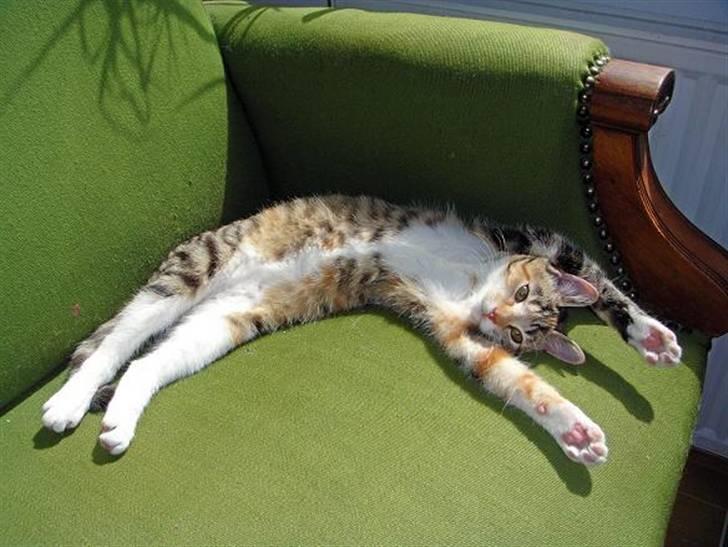 Huskat Sofie   (solgt) billede 15