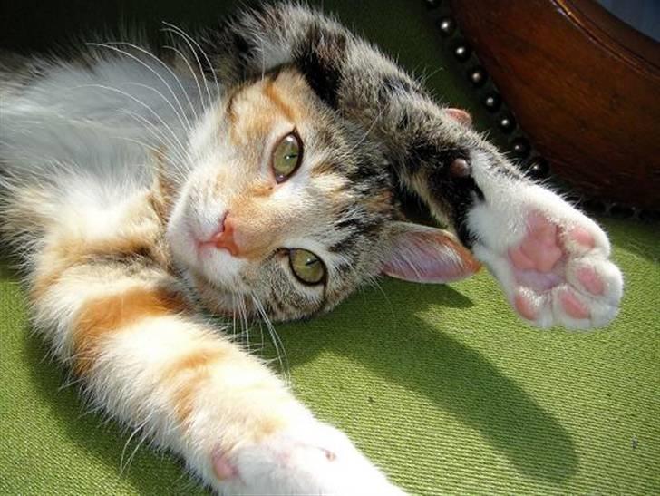 Huskat Sofie   (solgt) billede 16