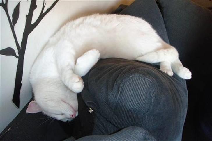 Blanding af racer Wilhelm billede 9