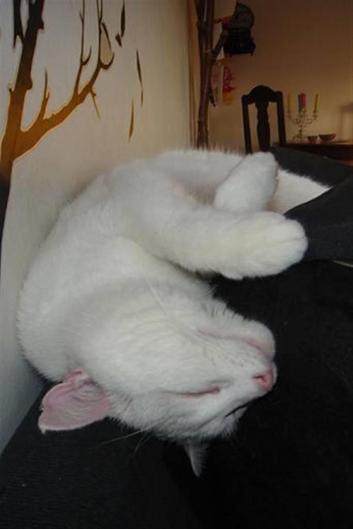 Blanding af racer Wilhelm billede 10