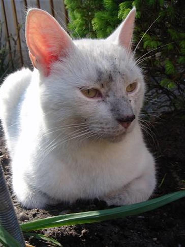 Blanding af racer Wilhelm billede 12