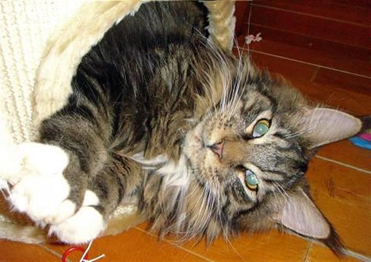 Maine Coon Oliver (Oli)  billede 1