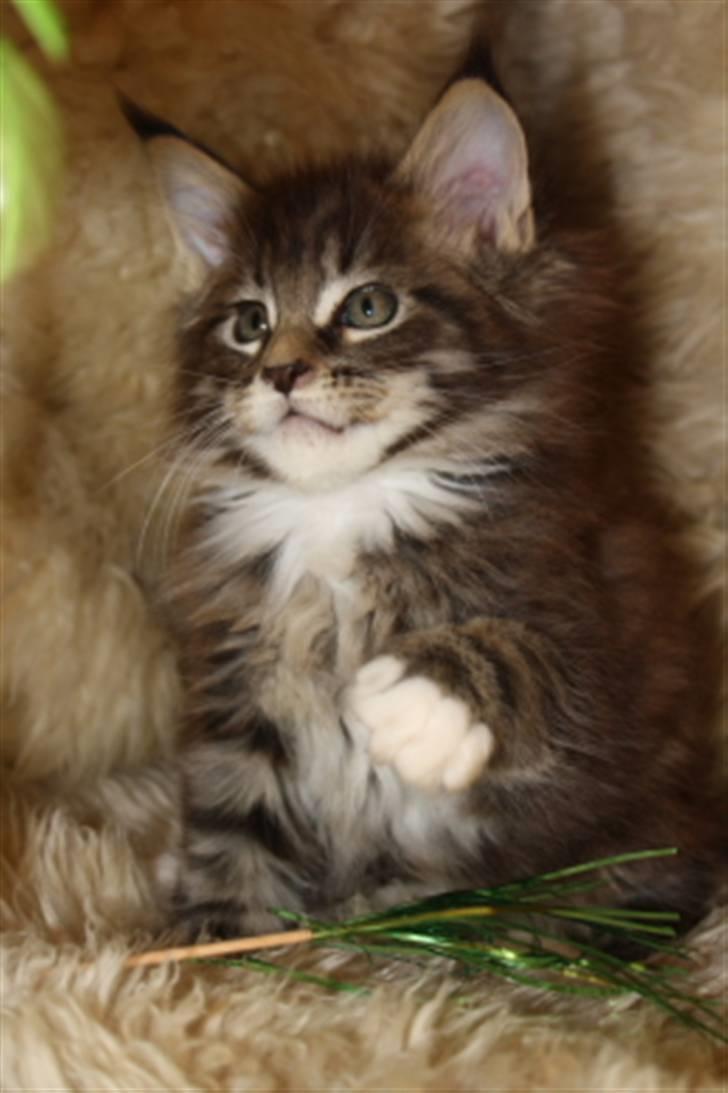 Maine Coon Oliver (Oli)  billede 2