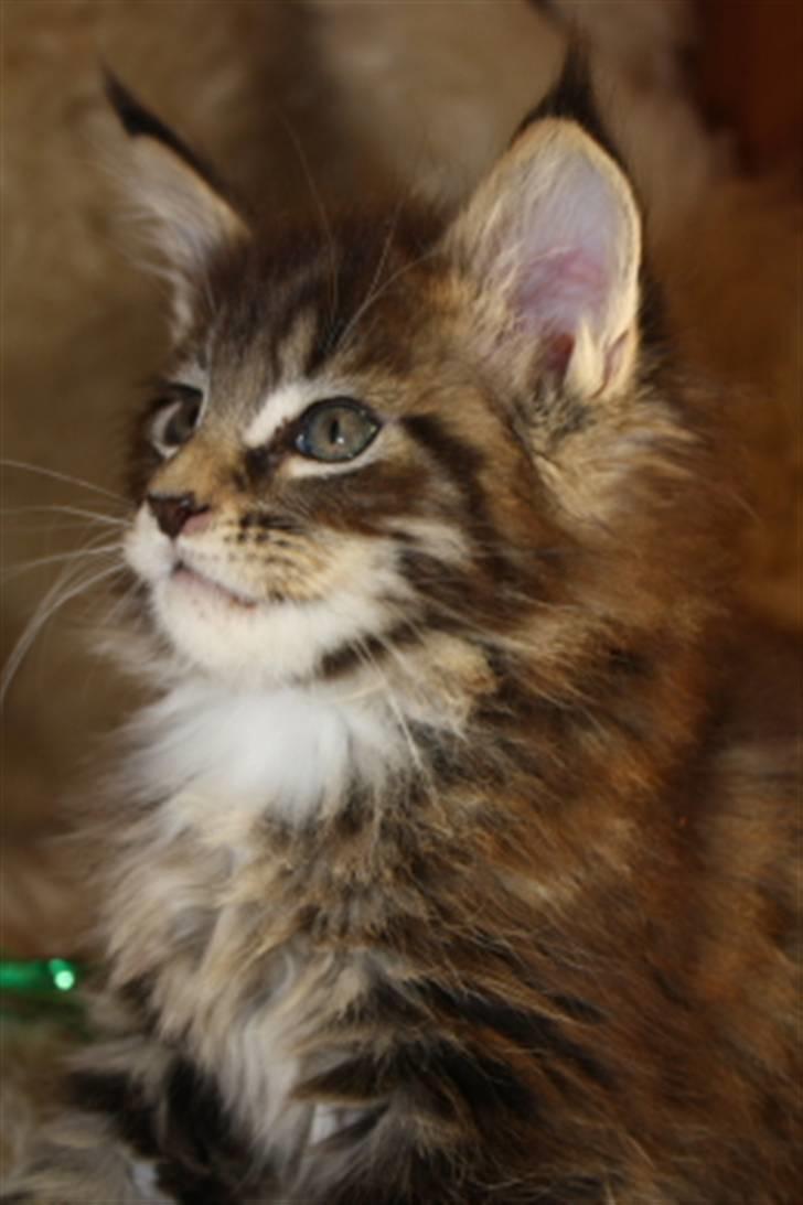 Maine Coon Oliver (Oli)  billede 3