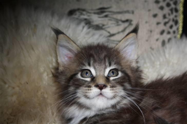 Maine Coon Oliver (Oli)  billede 4