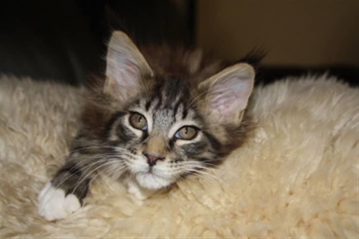 Maine Coon Oliver (Oli)  billede 5