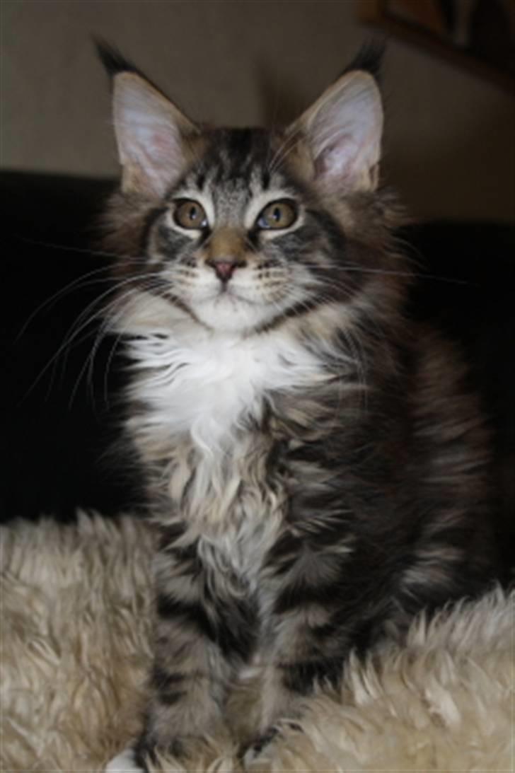 Maine Coon Oliver (Oli)  billede 6