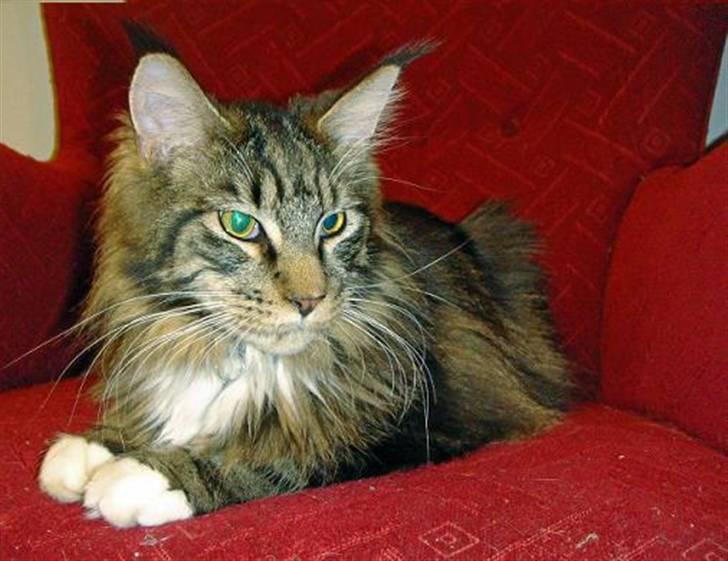 Maine Coon Oliver (Oli)  billede 7
