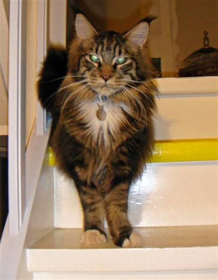 Maine Coon Oliver (Oli)  billede 8