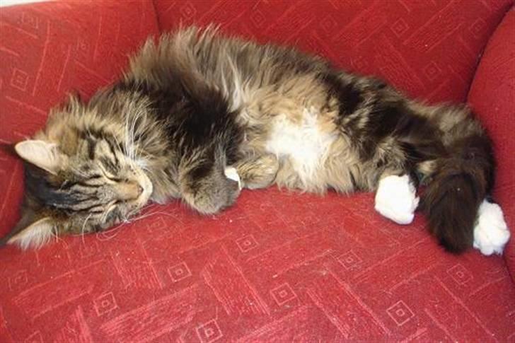 Maine Coon Oliver (Oli)  billede 9