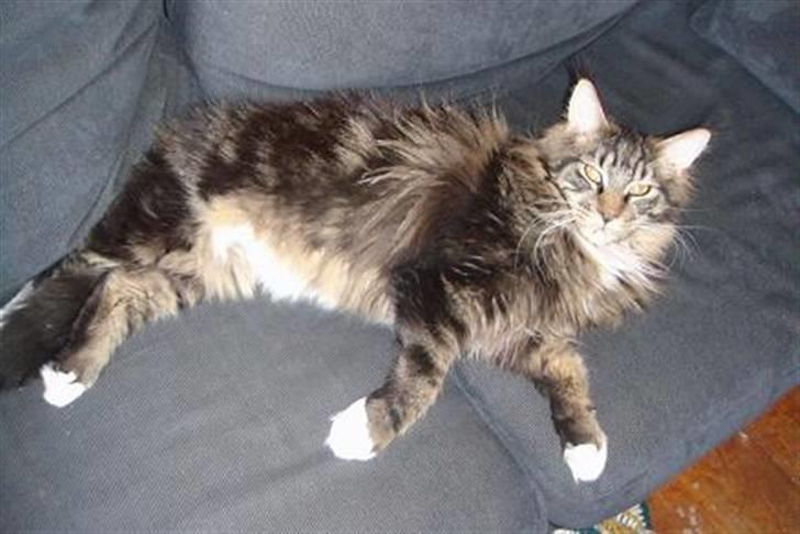 Maine Coon Oliver (Oli)  billede 10