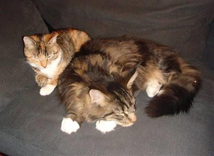 Maine Coon Oliver (Oli)  billede 11