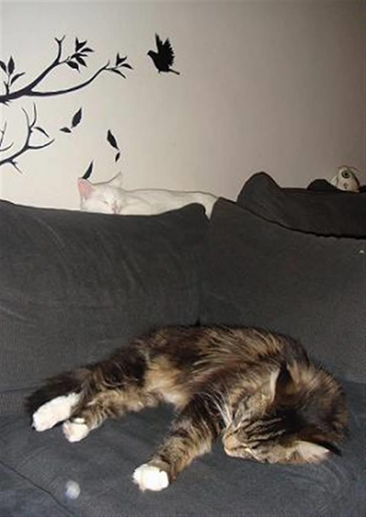 Maine Coon Oliver (Oli)  billede 12