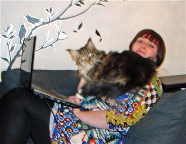 Maine Coon Oliver (Oli)  billede 13