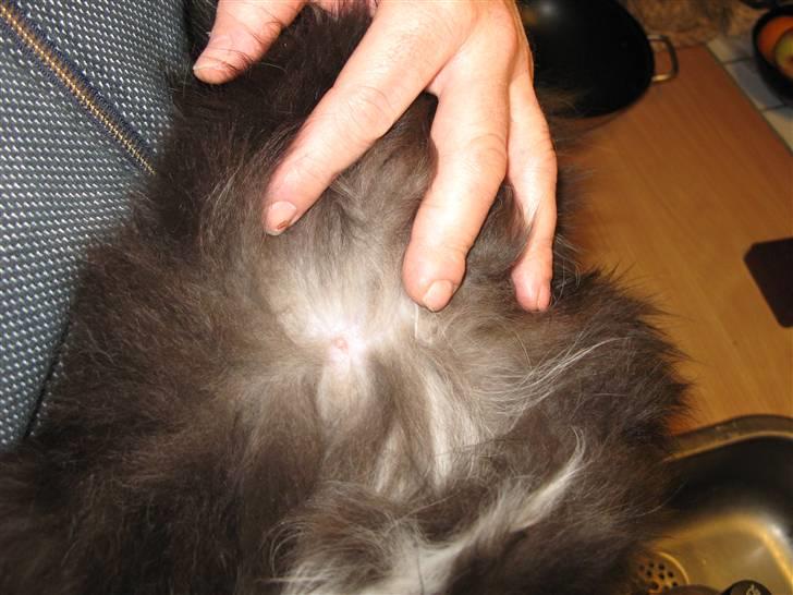 Norsk Skovkat Himmark Miss Meat Loaf - her er missi 3 uger hend billede 14