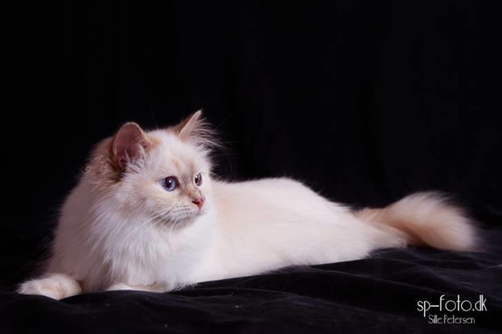 Hellig Birma DK Misling's Duffy - Billedet er taget af SP-Foto billede 9