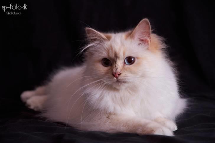 Hellig Birma DK Misling's Duffy - Billedet er taget af SP-Foto billede 10