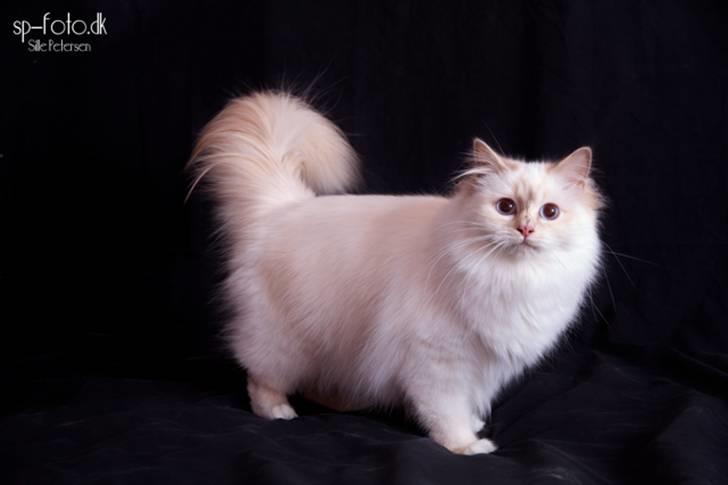 Hellig Birma DK Misling's Duffy - Billedet er taget af SP-Foto billede 11