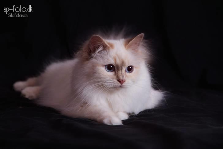 Hellig Birma DK Misling's Duffy - Billedet er taget af SP-Foto billede 12