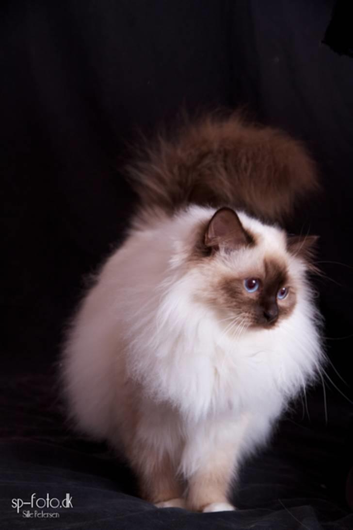 Hellig Birma DK Misling's Chloé - Billedet er taget af SP-Foto billede 13