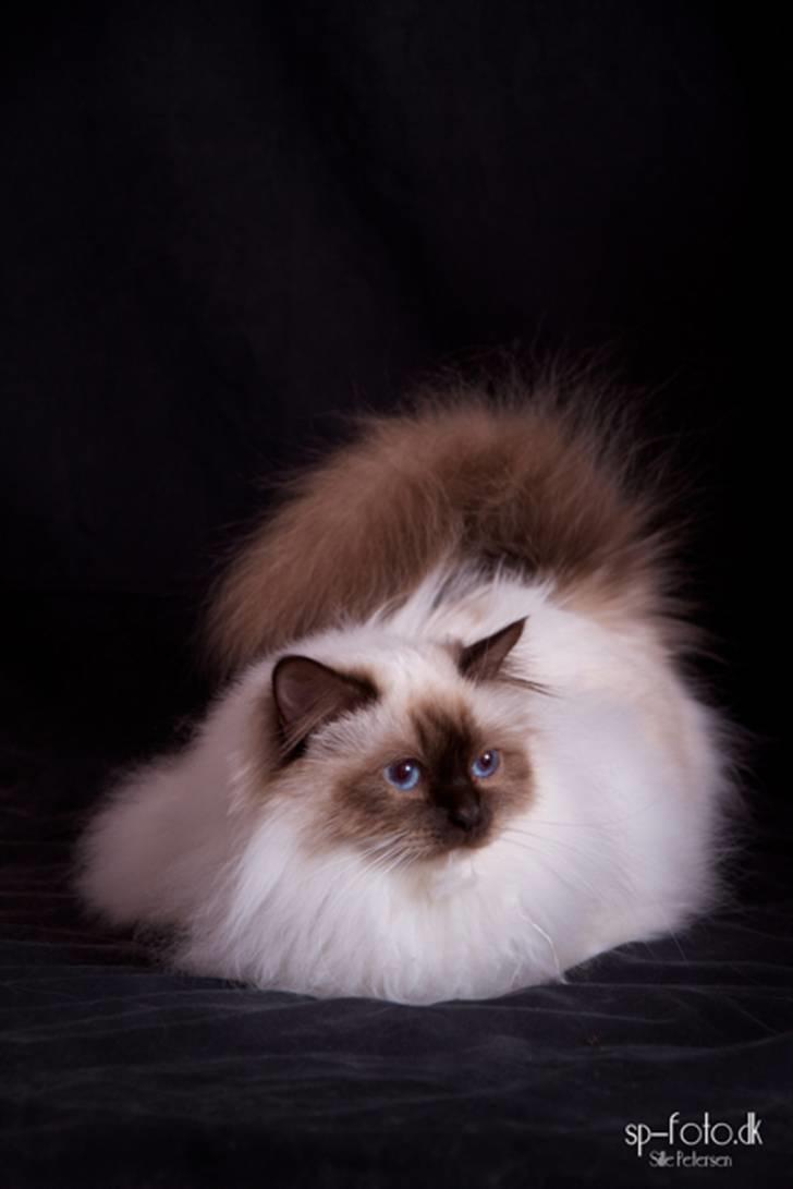 Hellig Birma DK Misling's Chloé - Billedet er taget af SP-Foto billede 14