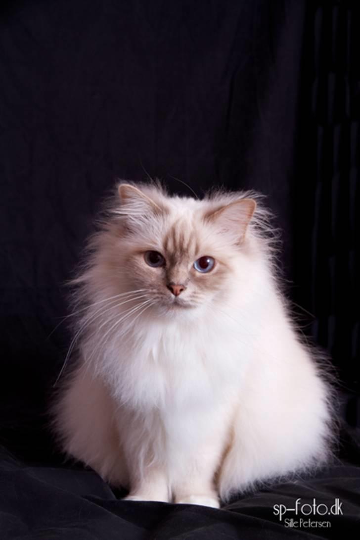 Hellig Birma Von Frey's Queenie - Billedet er taget af SP-Foto billede 17