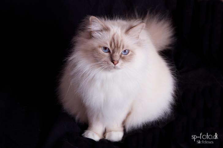 Hellig Birma Von Frey's Queenie - Billedet er taget af SP-Foto billede 18