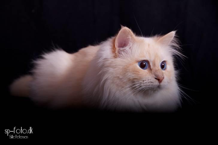 Hellig Birma CH. Sølverlad's Caspian - Billedet er taget af SP-Foto billede 15