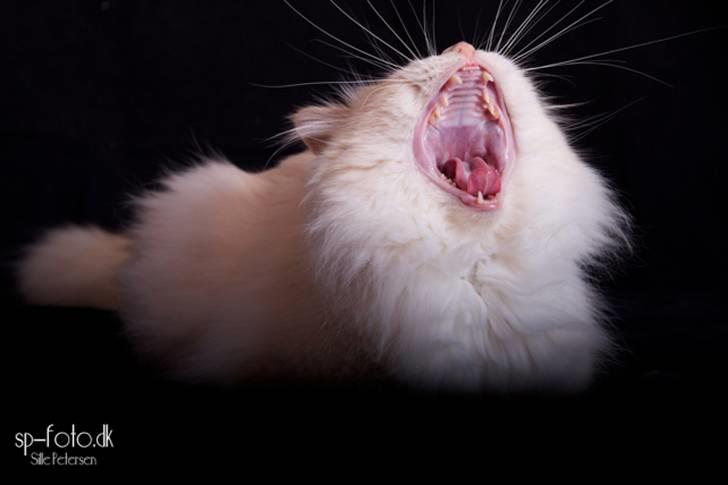 Hellig Birma CH. Sølverlad's Caspian - Billedet er taget af SP-Foto billede 16