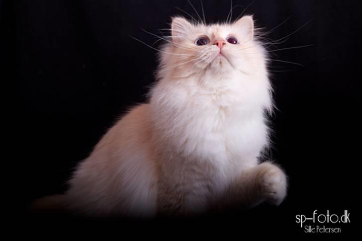 Hellig Birma CH. Sølverlad's Caspian - Billedet er taget af SP-Foto billede 17