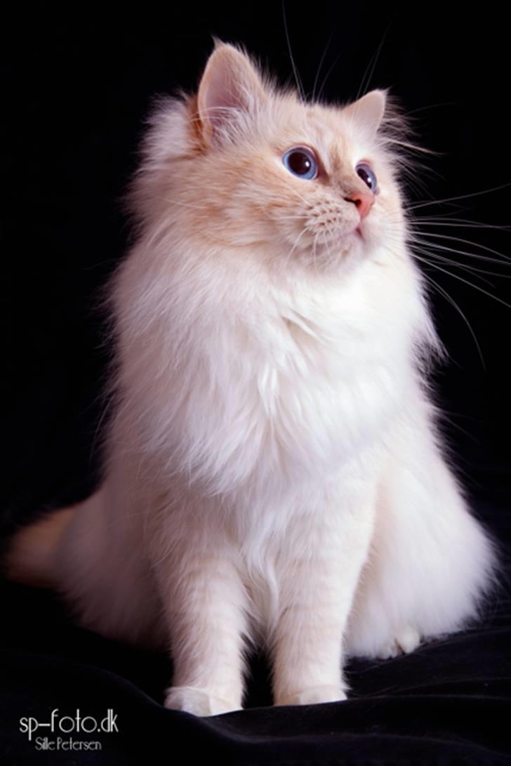 Hellig Birma CH. Sølverlad's Caspian - Billedet er taget af SP-Foto billede 19