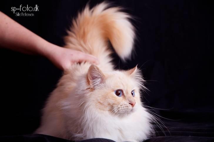 Hellig Birma CH. Sølverlad's Caspian - Billedet er taget af SP-Foto billede 20