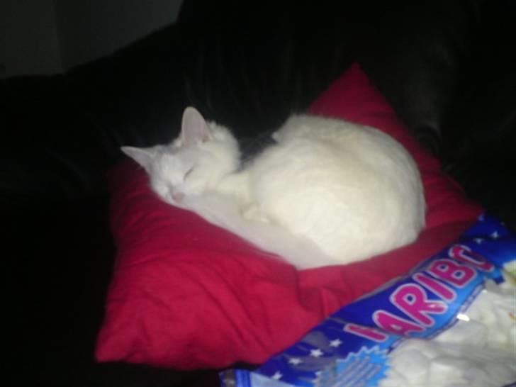 Blanding af racer Bella - Billede fra 2011 Feb. billede 1