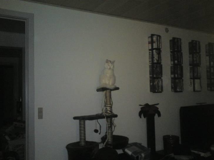 Blanding af racer Bella - Billede fra 2011 Fed. billede 2