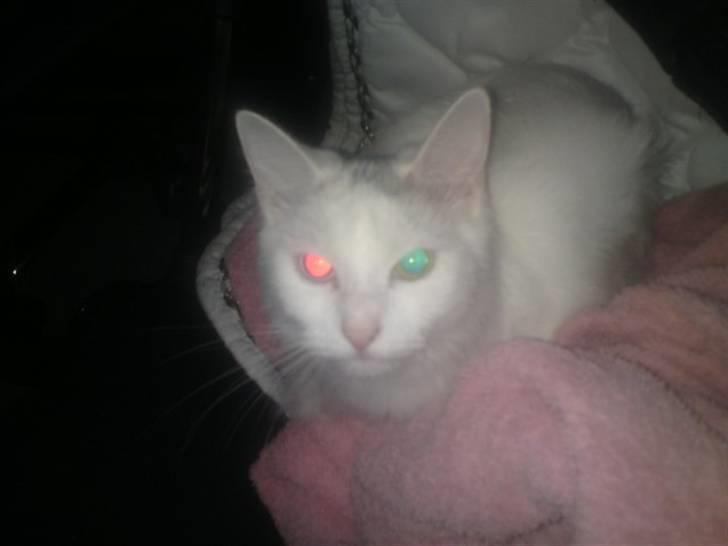 Blanding af racer Bella - 10-02-2011 Har lige fået et bad så hun var fin. hehe hendes øjne ser mærkelig ud fordi de er 2 faver. billede 3