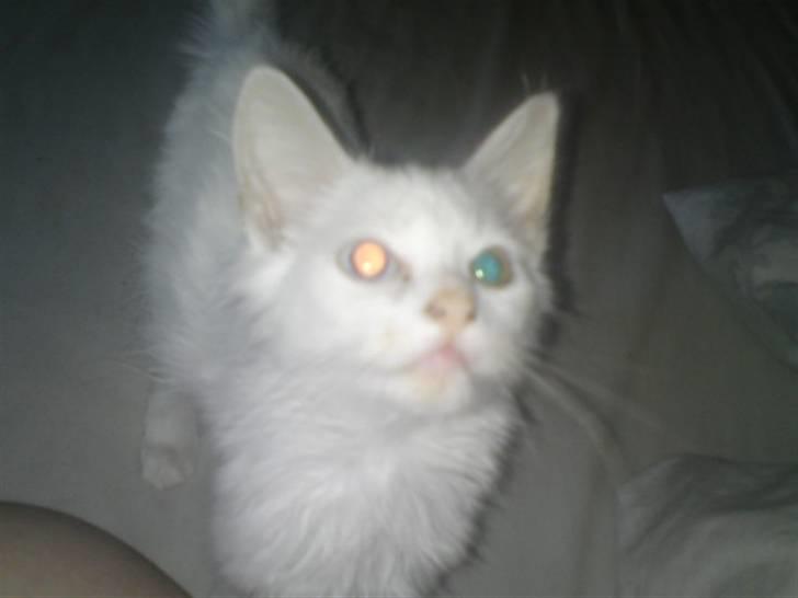 Blanding af racer Bella - Billede fra den gang vi fik hende hvor hun var meget lille og tynd. billede 4