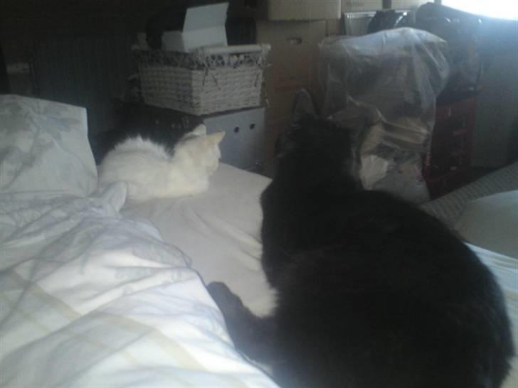 Blanding af racer Bella - også et billede, af Bella fra da vi fik hende, vi har haft hende 2 uger der, og hun er stadig mega lille, så tror hun er tage for tidlig fra hendes mor :( hun sidder ved siden af min 3/4 Main Coon Chip. billede 5