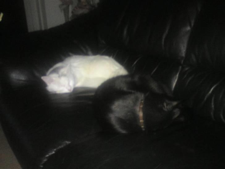 Blanding af racer Bella - Bella og Chip som nyder sofaen. billede 6